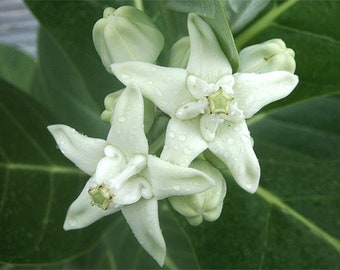 Giant White Milkweed - Actual Photo