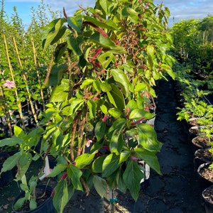 Acalypha hispida (Chenille Bush Tree)