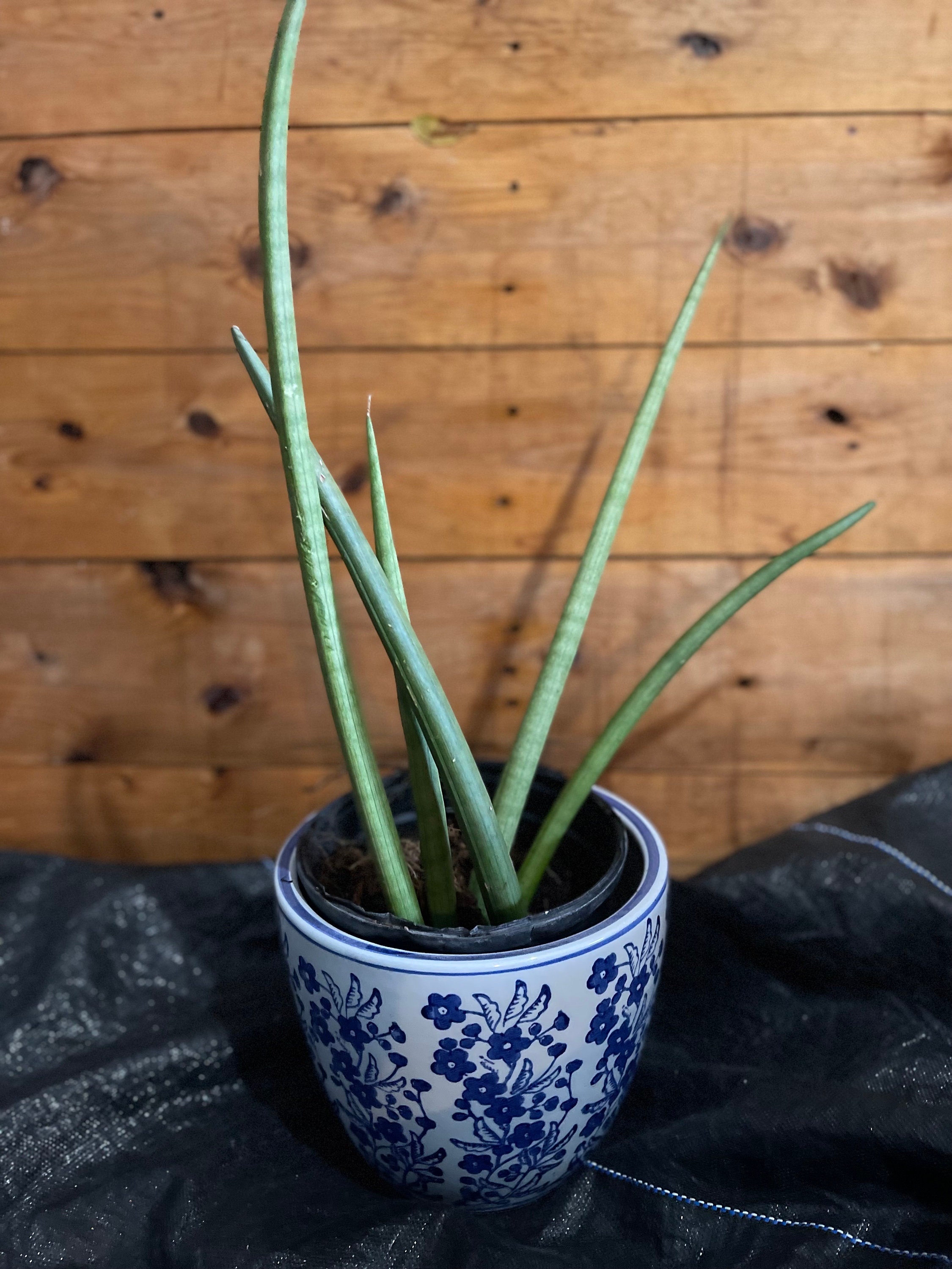 Sansevieria Cylindrica African Spear - Photo is Actual Plant - Etsy
