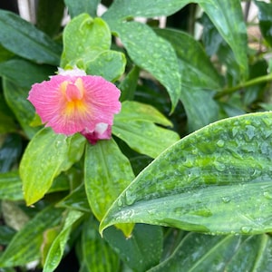 Pink Costus Ginger Lily Rhizome