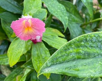 Pink Costus Ginger Lily Rhizome