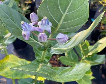 Giant Milkweed