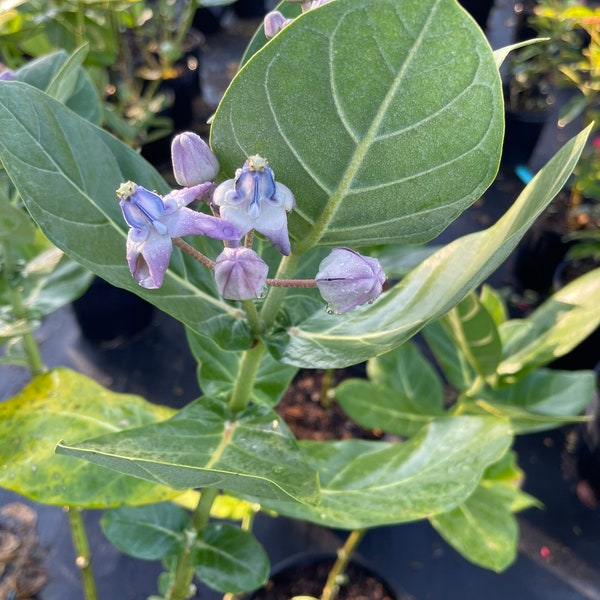 Milkweed Live Plants Etsy