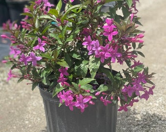 Purple Bush Plant