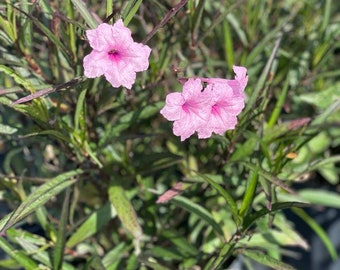 Pink Ruellia Plant