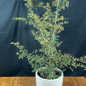 May include: A small, green tree with yellow flowers in a white ceramic pot with a geometric pattern. The pot is sitting on a wooden surface.