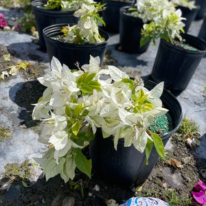 Bougainvillea White