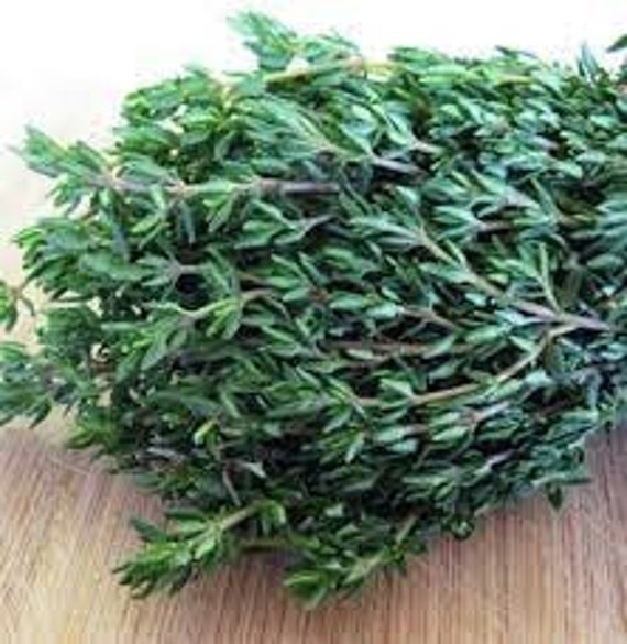 Jamaican Thyme Rooted Plant Etsy