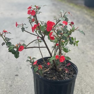 Thronless Crown of Thorn Plant (Euphorbia geroldii) - Purchase Express