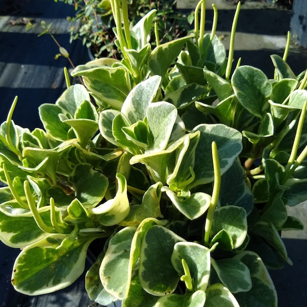 Baby Rubber Plant (Peperomia obtusifolia)