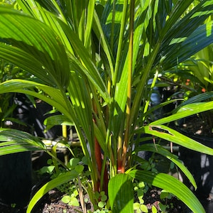 Cyrtostachys Renda Red Sealing Wax Palm (Lipstick Palm)