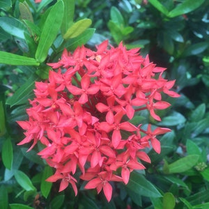 Red Dwarf Ixora Plant zdjęcie 3