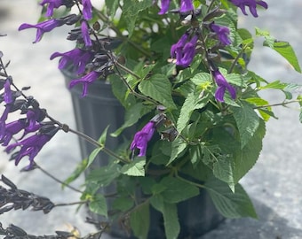 Purple Salvia