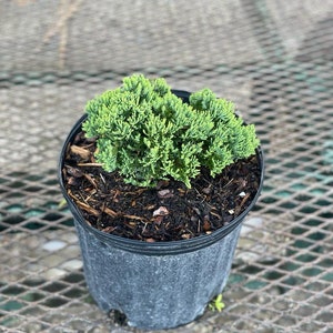 Nana Juniper