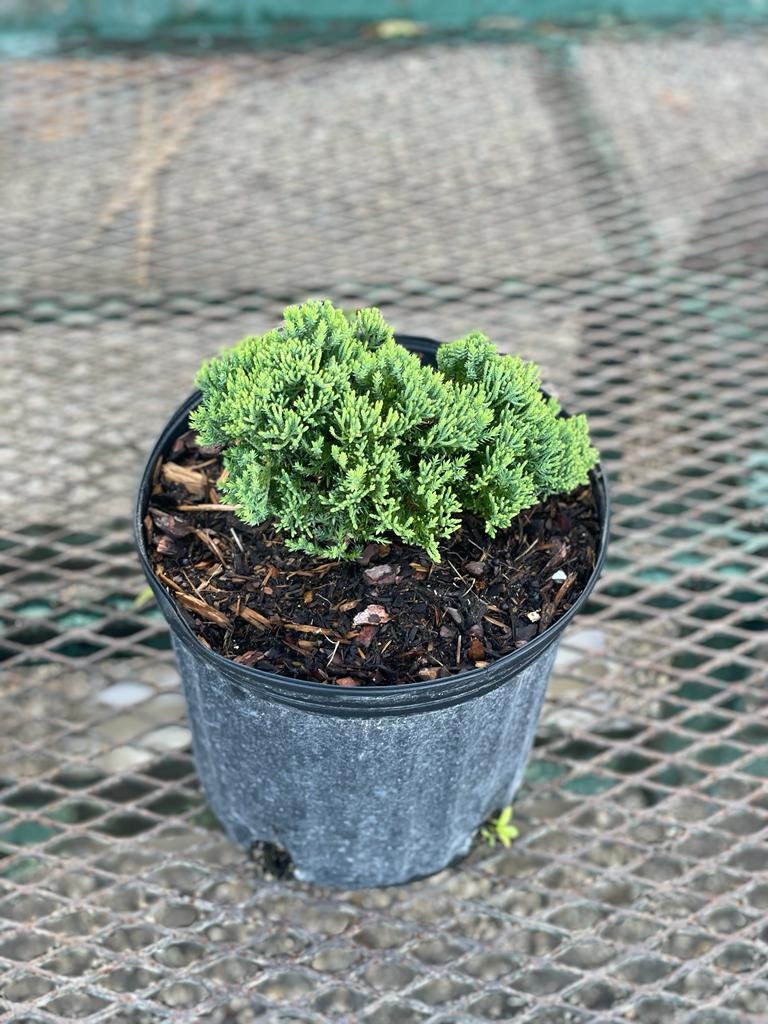 Nana Juniper