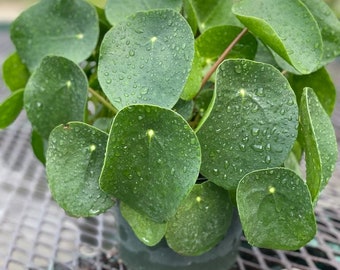 Chinese Money Plant (Pilea peperomicides)