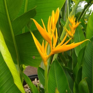 Golden Heliconia Rhizome