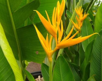 Golden Heliconia rhizome