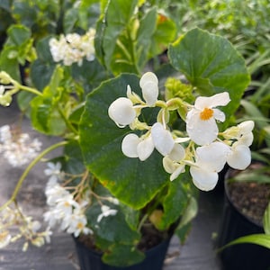 White Begonia