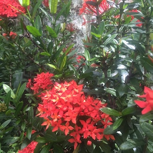 Red Dwarf Ixora Plant zdjęcie 2