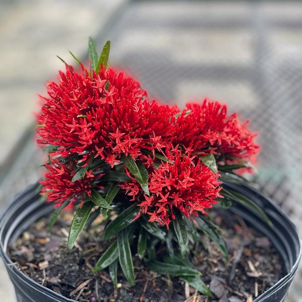 Red Thai Boy Ixora Plant