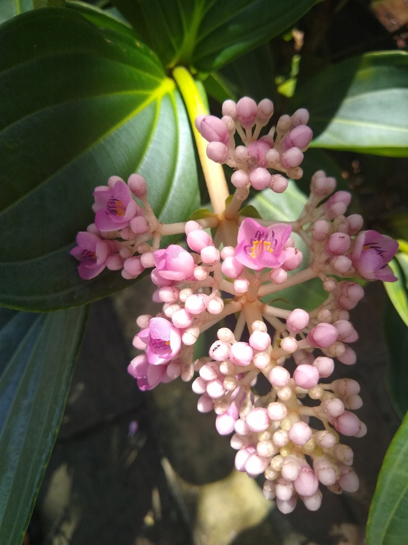 Medinilla Myriantha Philippines / Malaysian Orchid image 1