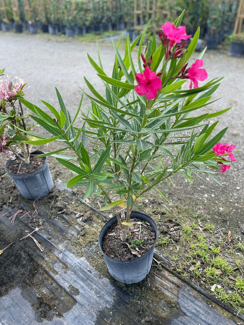 Nerium Oleander image 1