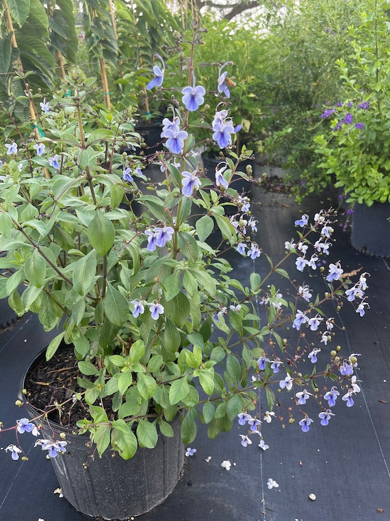 Blue Butterfly Bush