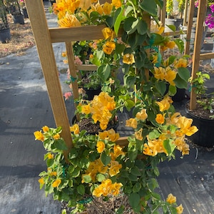 Sunrise Yellow Bougainvillea Trellis Vine EXPRESS SHIPPING included