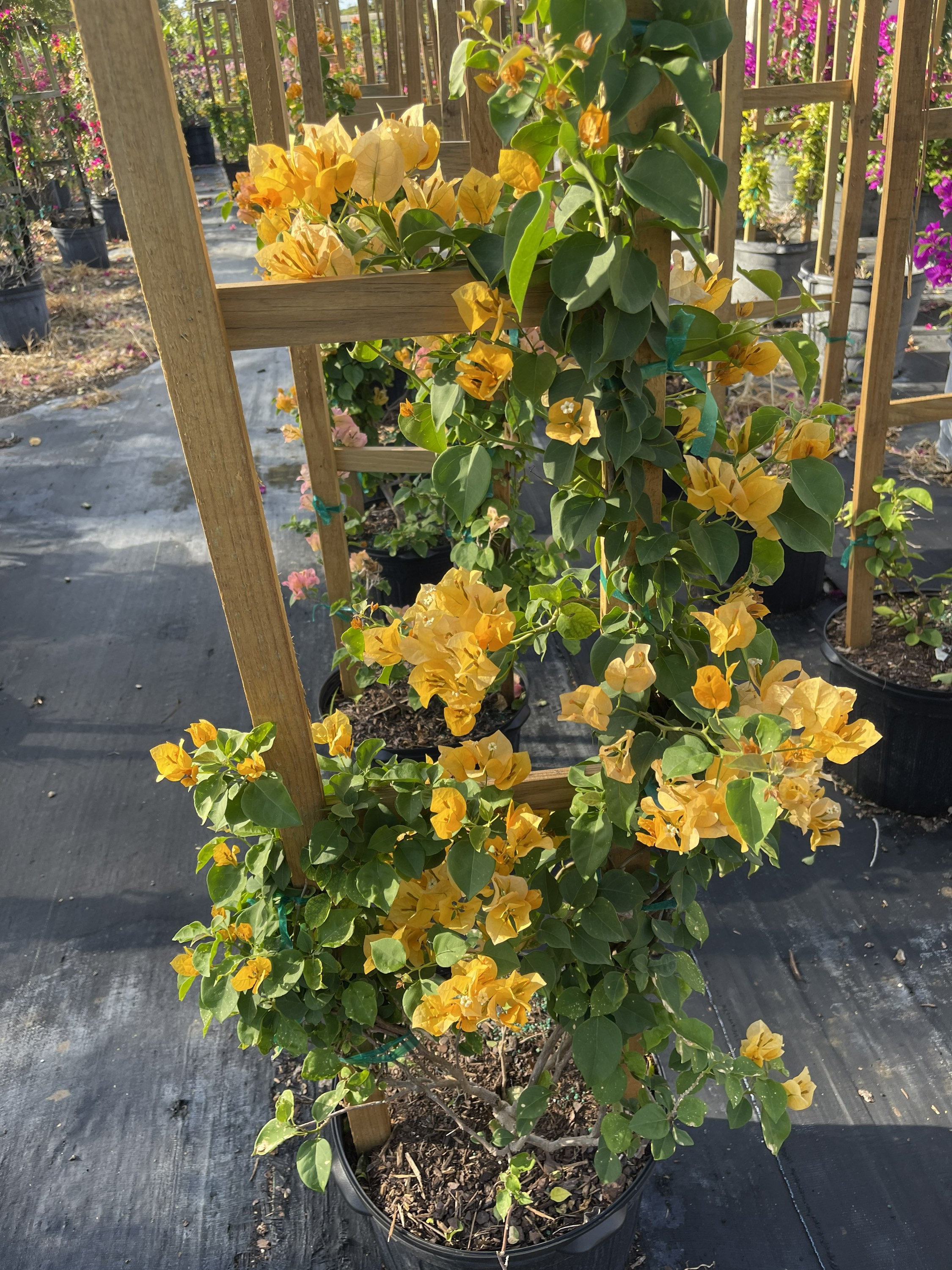 Sunrise Yellow Bougainvillea Trellis Vine EXPRESS SHIPPING