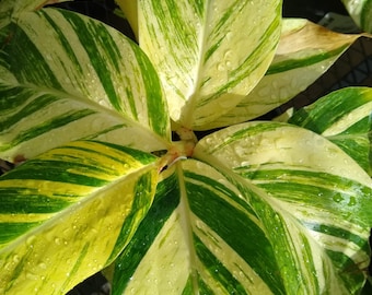 Variegated Ginger (Alpinia Zerumbet Variegata)