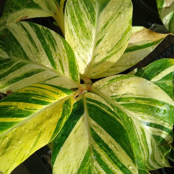 Variegated Ginger (Alpinia Zerumbet Variegata)