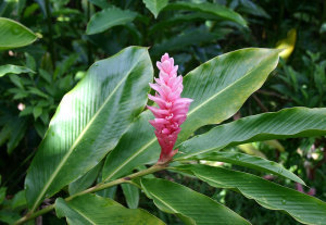 Pink Ginger Lily Plant Etsy UK