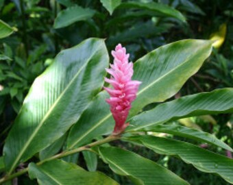 Ginger Lily Etsy Ginger Lily Etsy