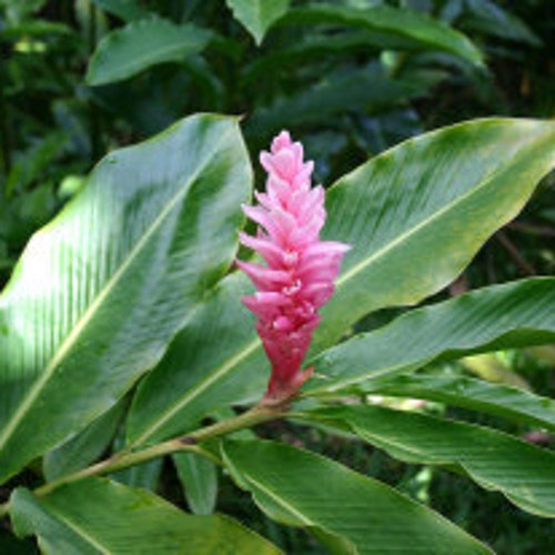 Pink Ginger Lily Plant Etsy