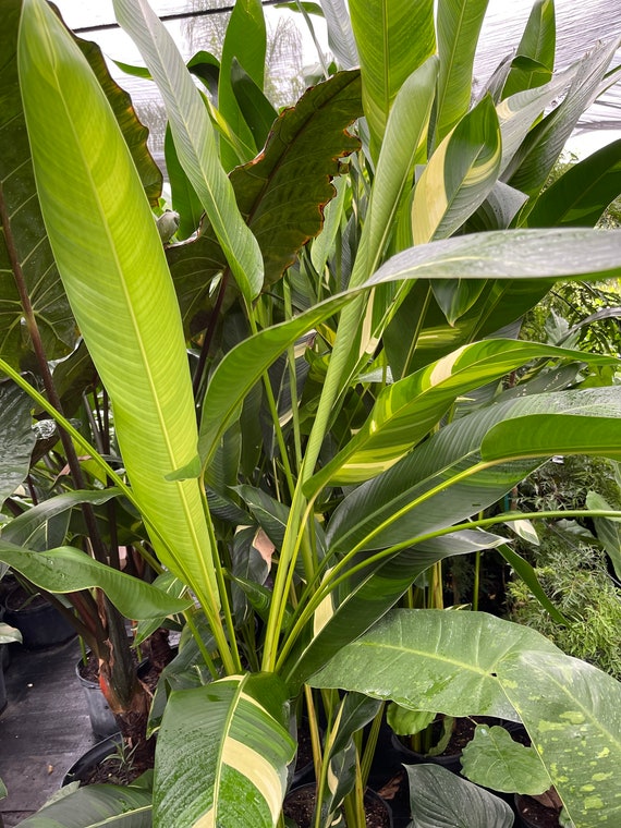 Variegated Mona Sunrise Heliconia Potted Plant - Etsy