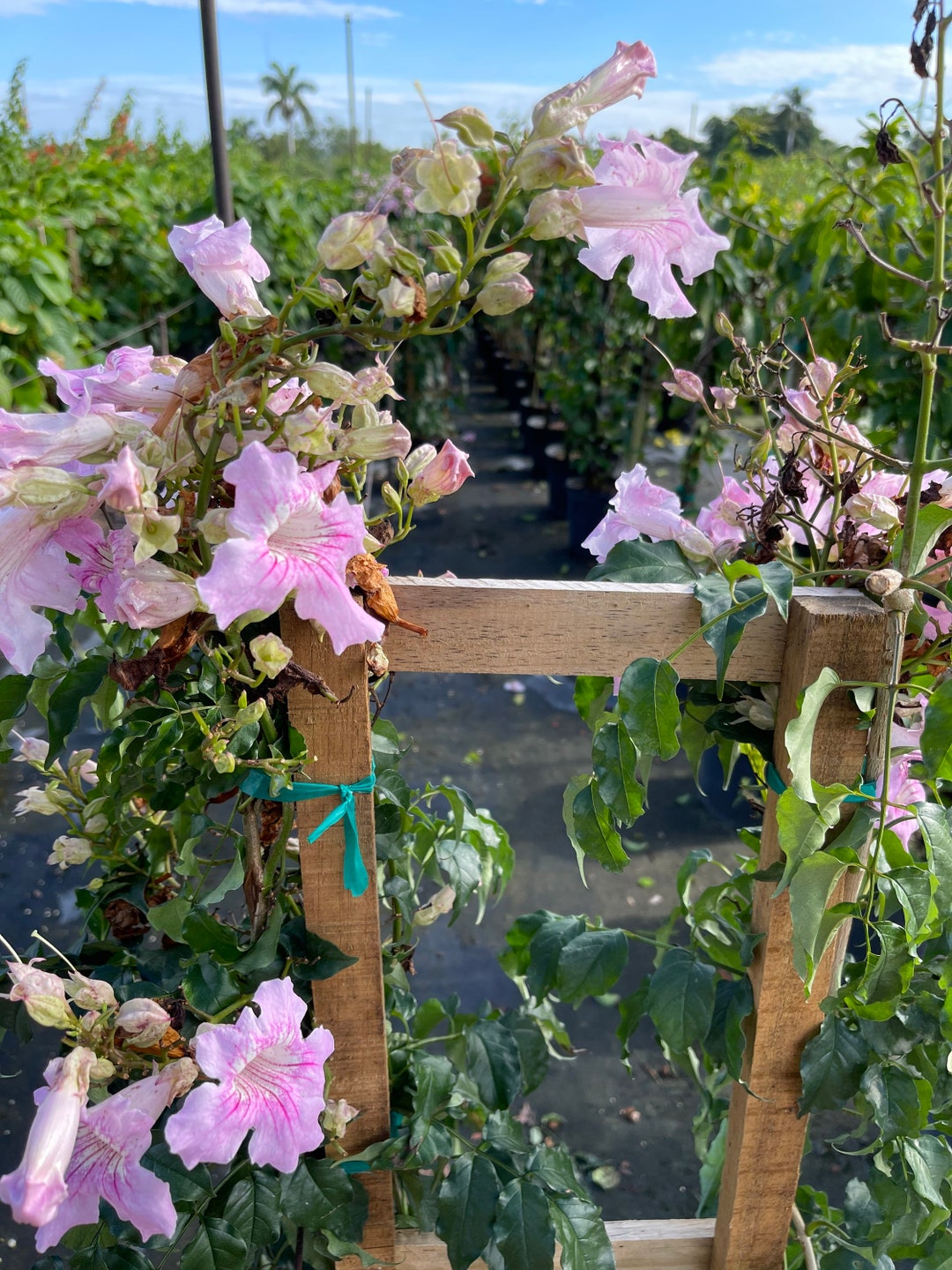 Pink Trumpet Vine/trellis Etsy