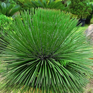 May include: A vibrant green plant with long, slender, needle-like leaves radiating outwards from a central point. The plant's texture appears spiky, with a dense, full appearance. The background features other green plants, suggesting a garden or natural setting.