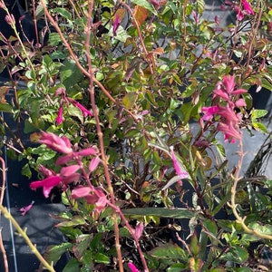 Pink Salvia