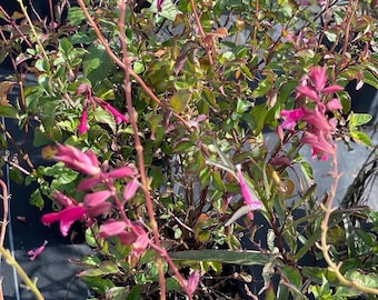 Pink Salvia