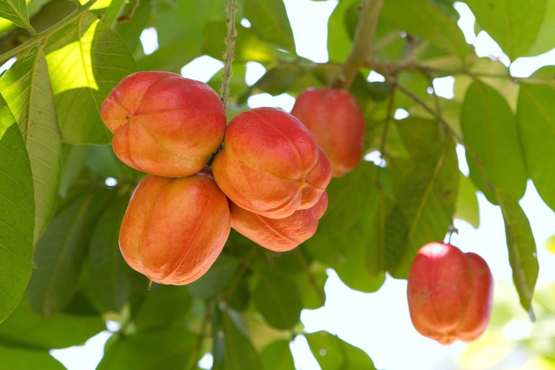 Ackee Tree Potted Plant - Etsy