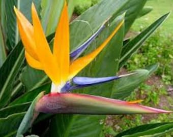 Bird of Paradise Plant (Orange)