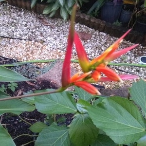Red Heliconia Costa Flores Rhizome