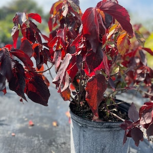 Acalypha Plant