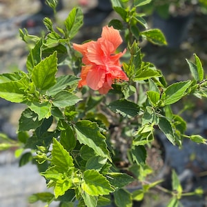 Double Orange Hibiscus Plant