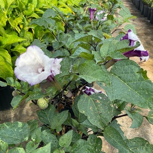 Devils Trumpet Plant