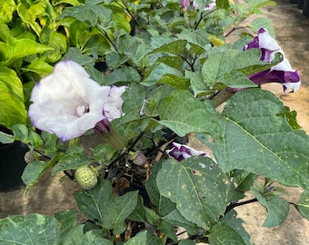 Devils Trumpet Plant