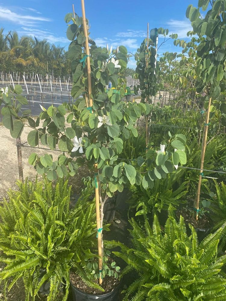 LARGE White Hong Kong Orchid Tree