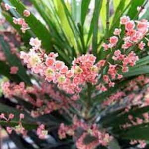 Phyllanthus Angustifolius