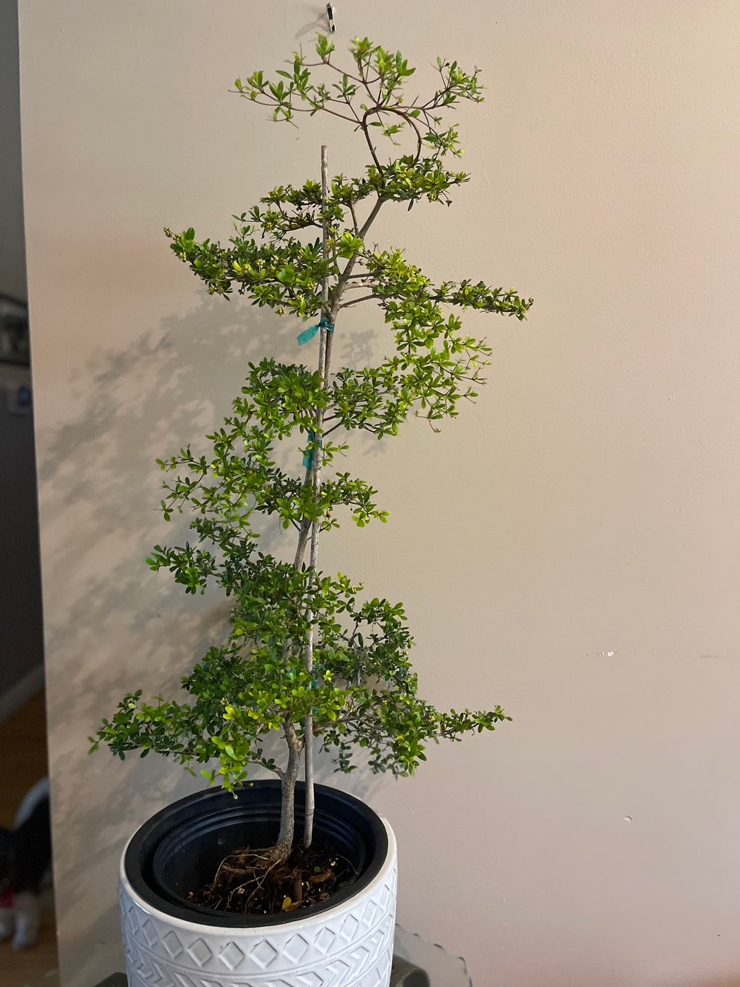 Bucida Spinosa 'bonsai' EXPRESS Shipping Included 2 Etsy